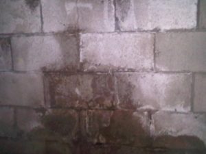 Image of saturated concrete blocks in a foundation wall