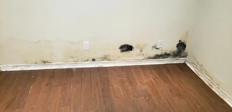 Mold and baseboard swelling on finished basement wall caused by hidden water leak.